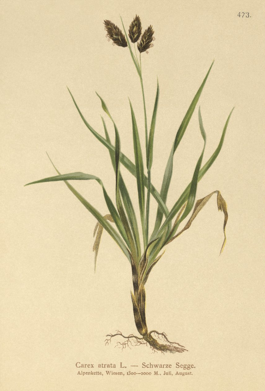 黑色高山莎草（Carex atrata） 作者 德国学校