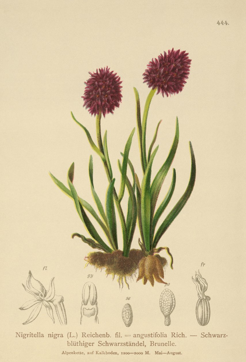 黑香草兰花（Nigritella nigra，Nigritella angustifolia） 作者 德国学校