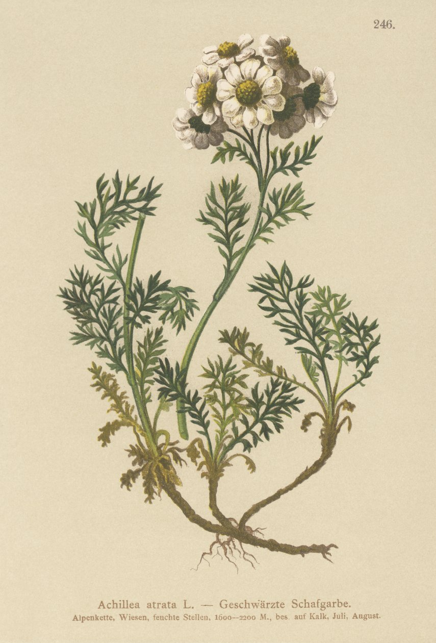 黑蓍草（Achillea atrata） 作者 德国学校