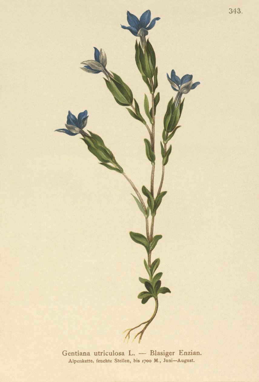 膀胱龙胆（Gentiana utriculosa） 作者 德国学校