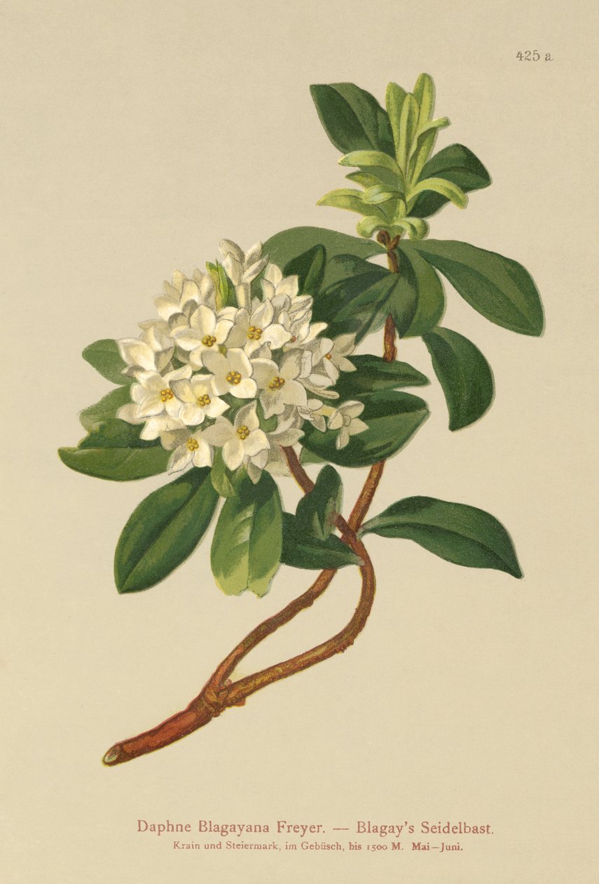 Blagays Daphne（Daphne Blagayana Freyer） 作者 德国学校
