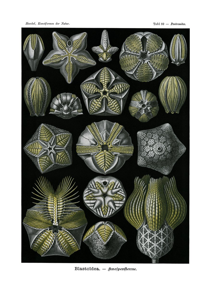Blastoidea，1899-1904 作者 德国学校