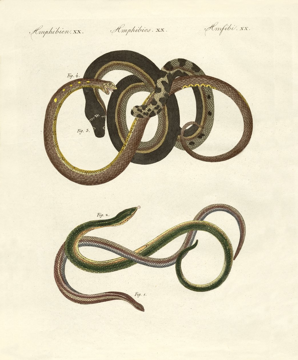 Blindworms 作者 德国学校