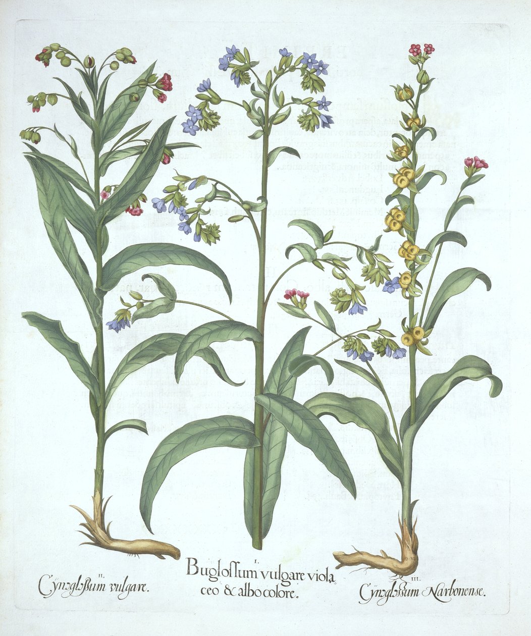 蓝色Alkanet和两种猎犬舌头，来自Hortus Eystettensis，由Basil Besler（1561-1629），酒吧。 1613（手工雕刻） 作者 德国学校