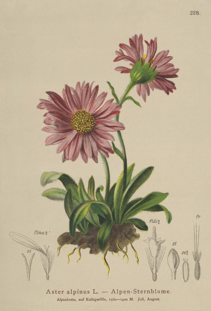 蓝色阿尔卑斯山雏菊（Aster alpinus） 作者 德国学校