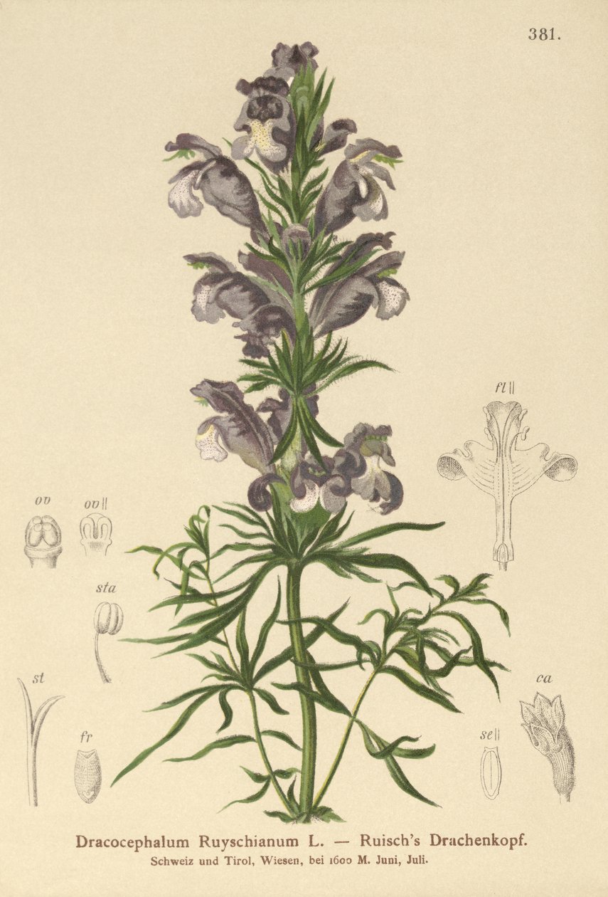 蓝龙（Dracocephalum Ruyschianum） 作者 德国学校