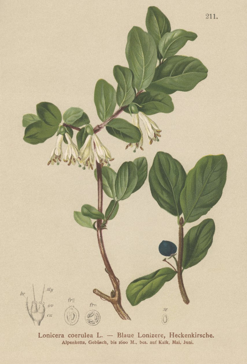 蓝金银花（Lonicera caerulea，Lonicera coerulea） 作者 德国学校