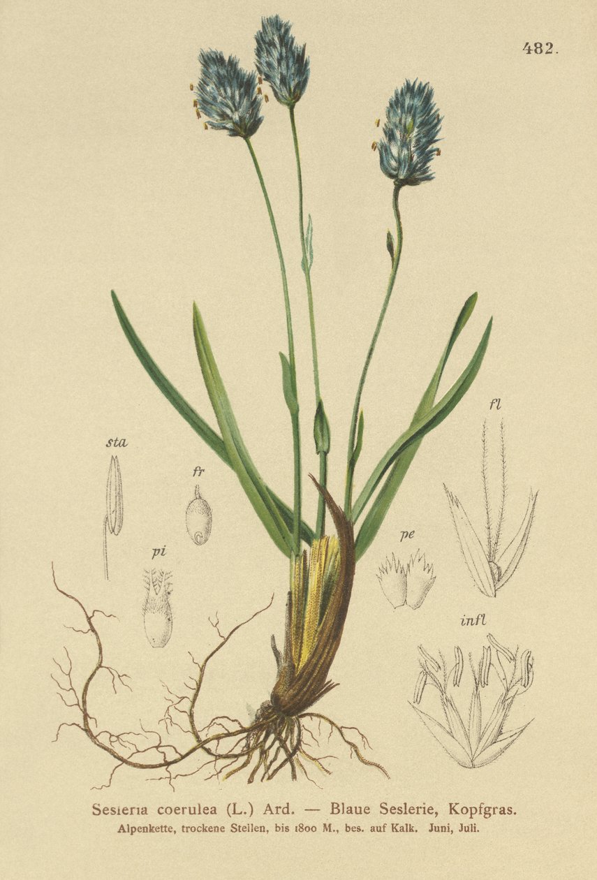 蓝色沼泽草（Sesleria caerulea，Sesleria uliginosa） 作者 德国学校