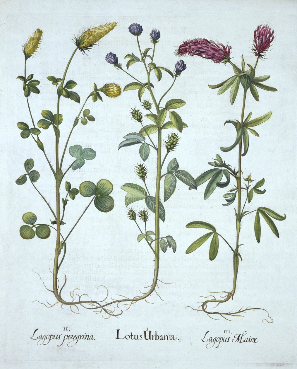 蓝色Troginella，黄色三叶草，红木三叶草，来自Hortus Eystettensis，由Basil Besler（1561-1629）酒吧。 1613（手工雕刻） 作者 德国学校