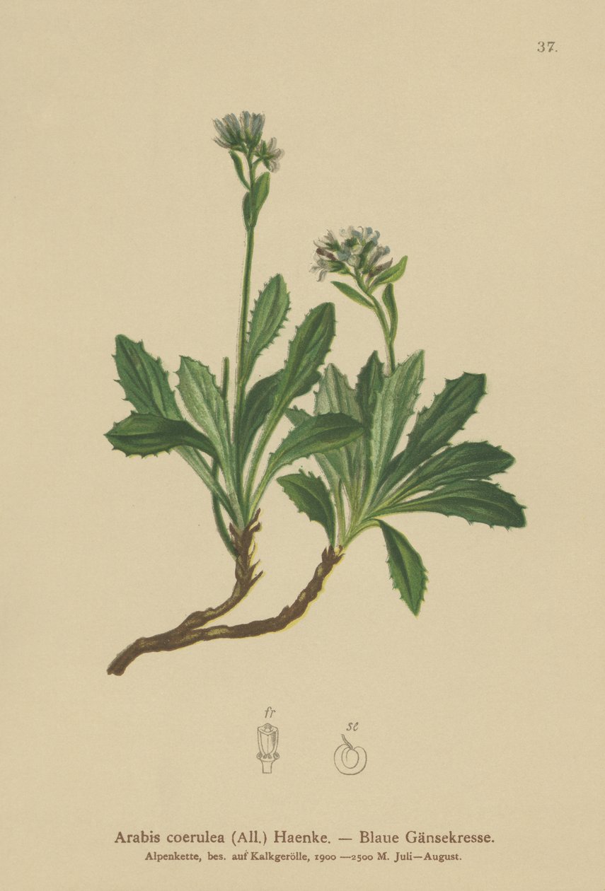 蓝墙水芹（Arabis caerulea，Arabis coerulea） 作者 德国学校