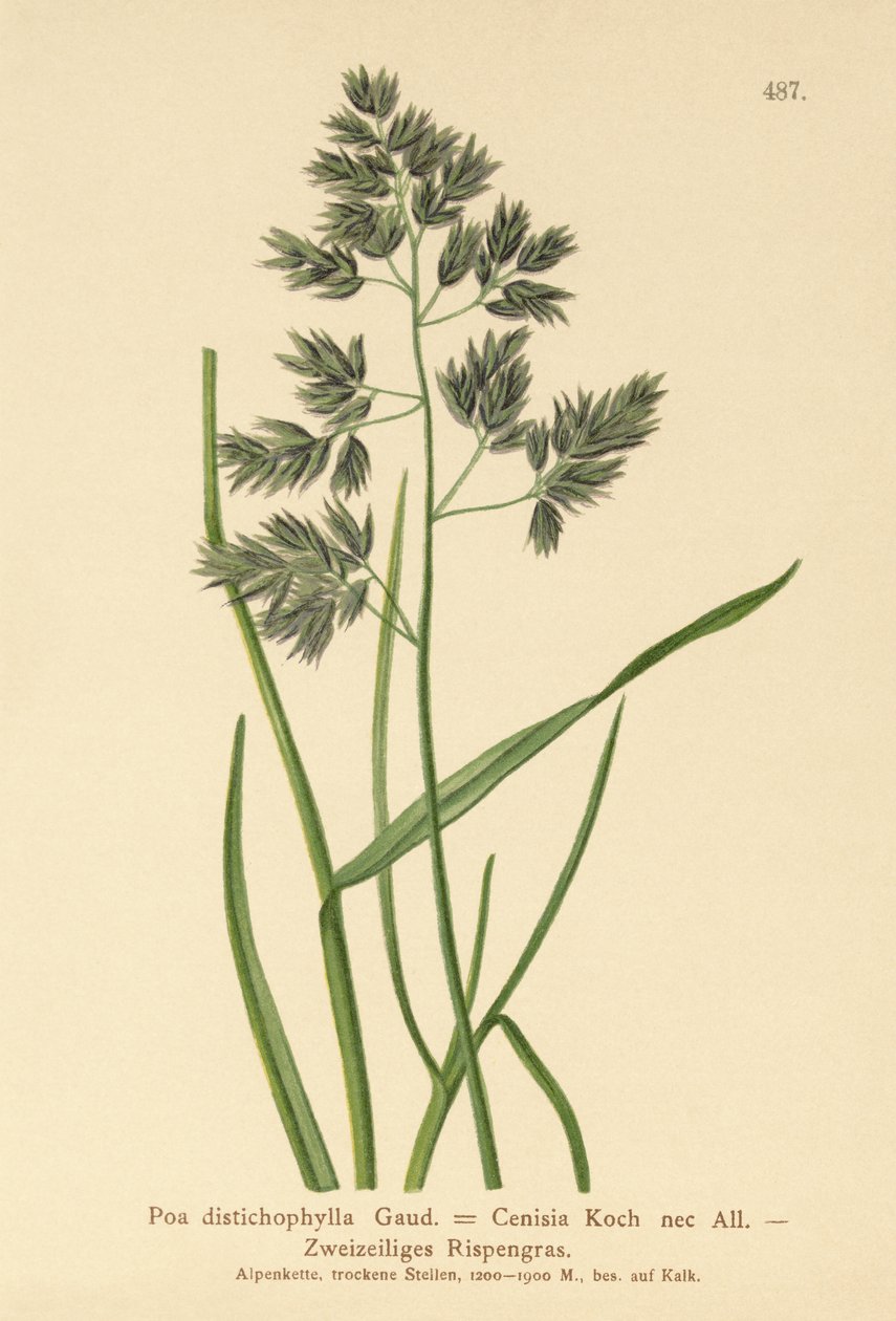 蓝草（Poa distichophylla，Poa Cenisia，Poa contracta，Poa fontqueri，Poa oreophila，Poa psychrophila） 作者 德国学校