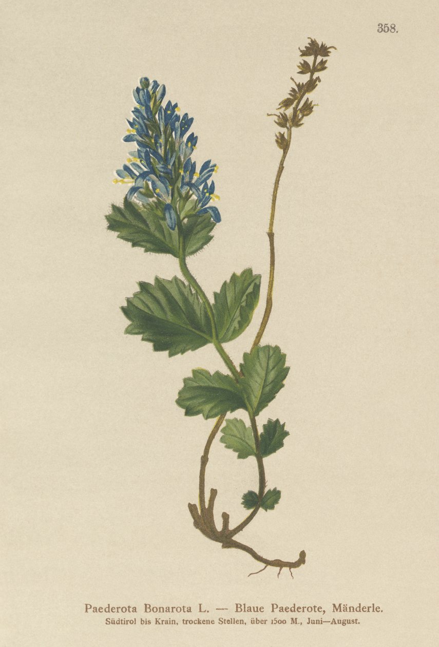 Bluish Paederota（Bonarota Municipality） 作者 德国学校