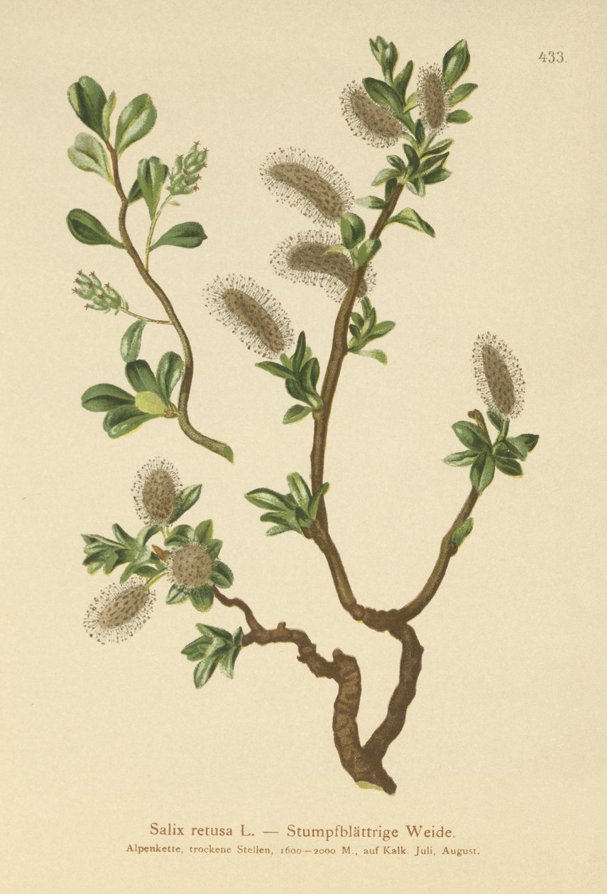 钝叶柳（Salix retusa） 作者 德国学校