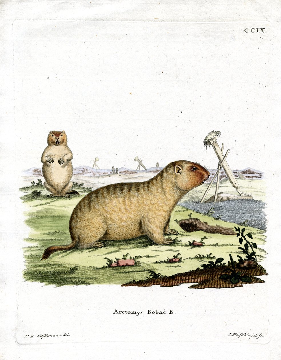 Bobac Marmot（彩色雕刻） 作者 德国学校