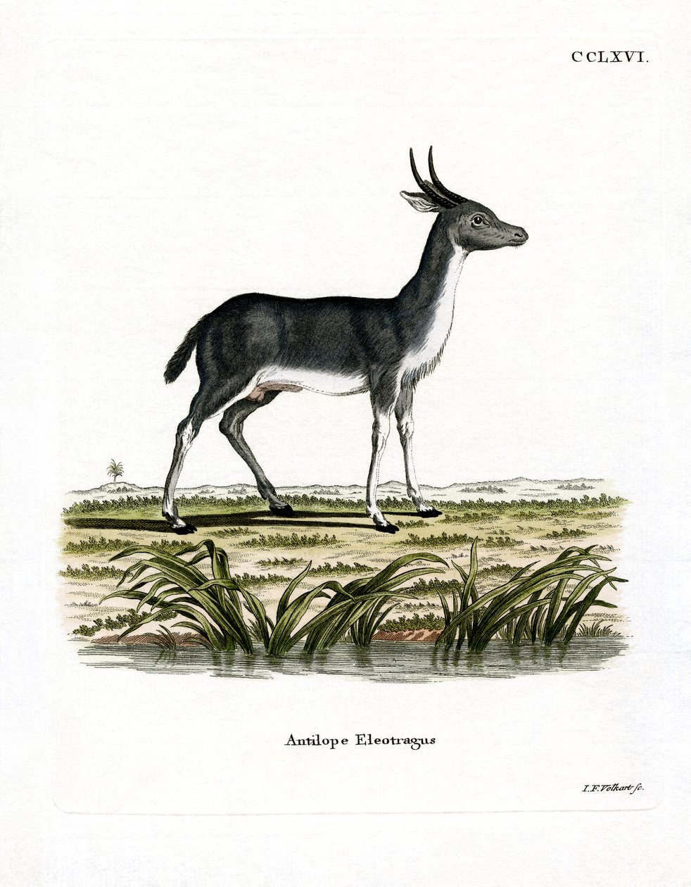 Bohor Reedbuck（彩色雕刻） 作者 德国学校