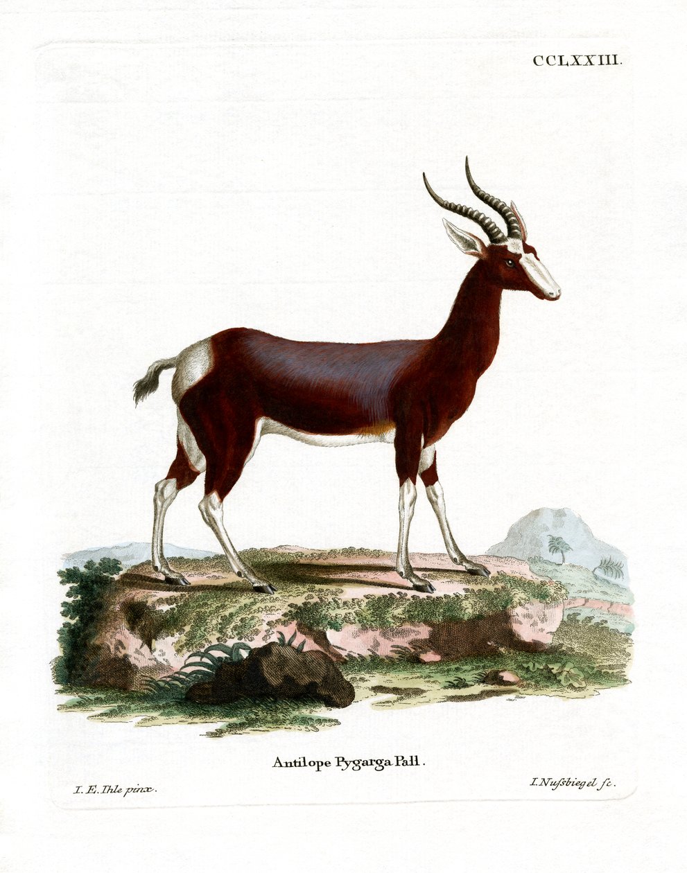 Bontebok（彩色雕刻） 作者 德国学校