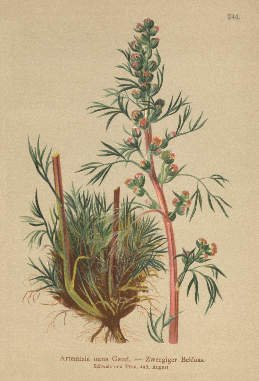 北方蒿木（Artemisia nana，Artemisia borealis） 作者 德国学校