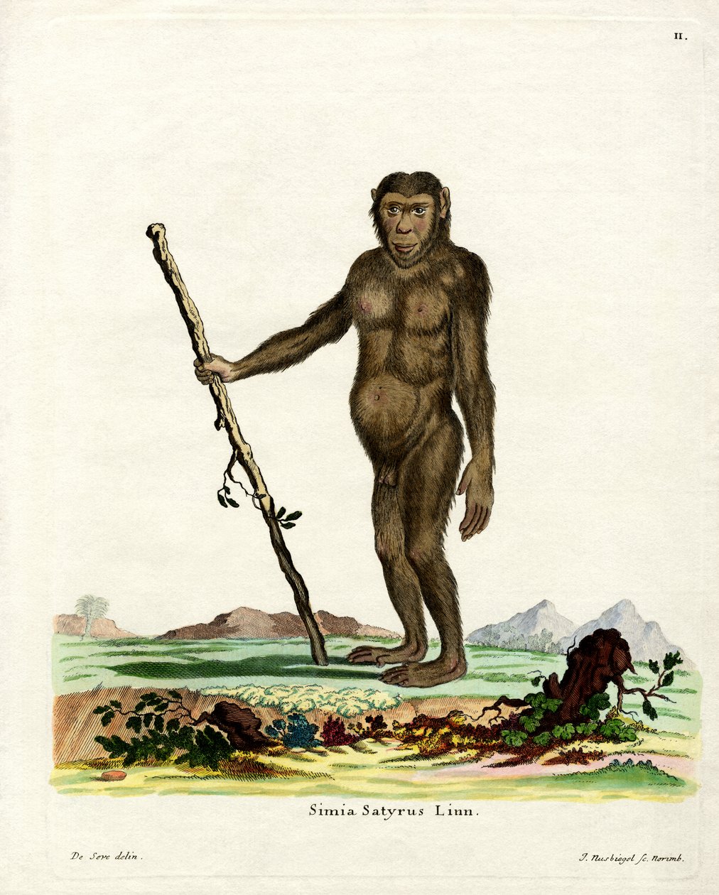 Bornean Orang-Outang (彩色雕刻) 作者 德国学校