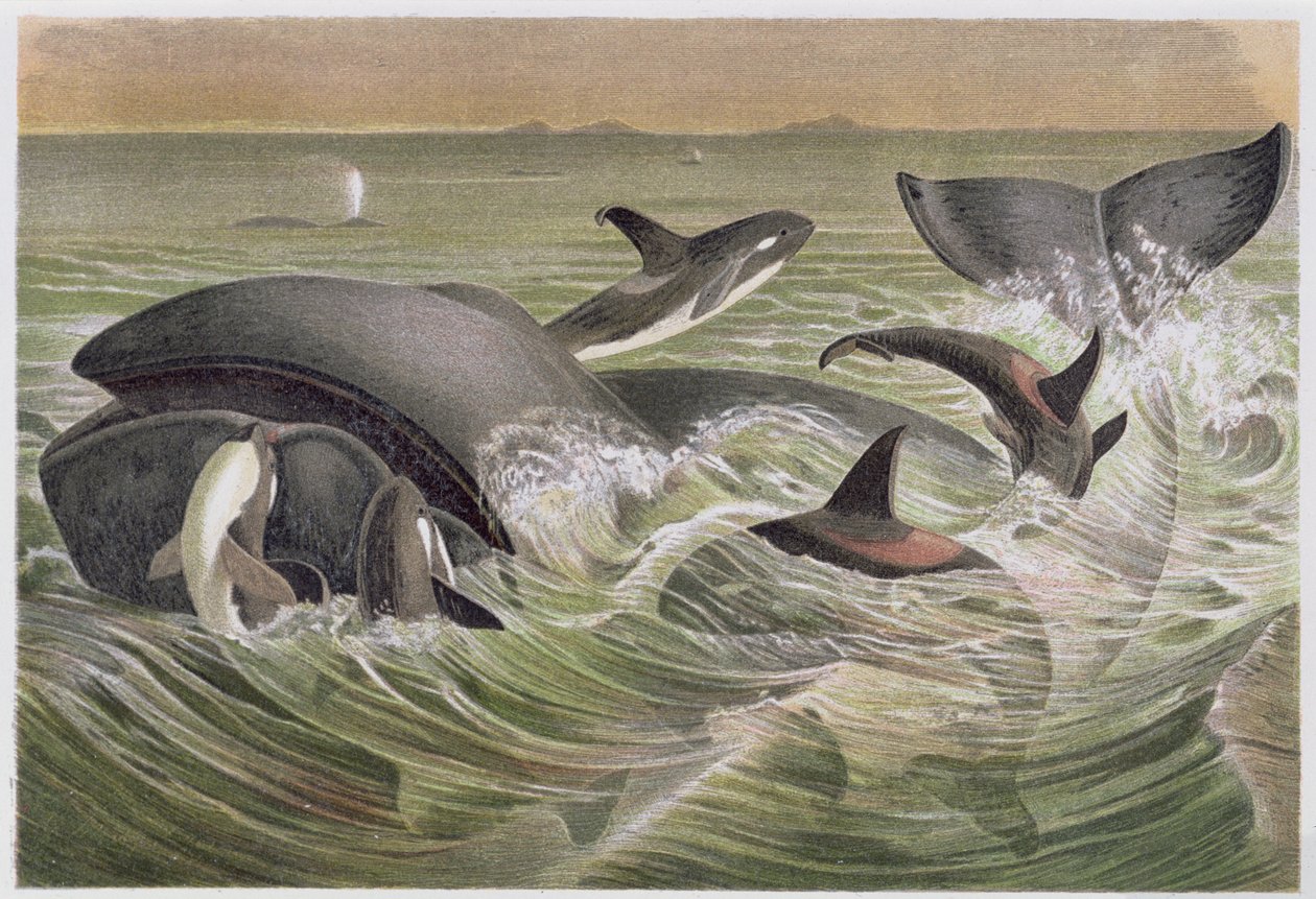 Bowhead和Killer Whales，来自Brehm动物生命的板块：动物王国的一般客户，第3卷，第600页，由Bibliographic Institute出版，1891年 作者 德国学校