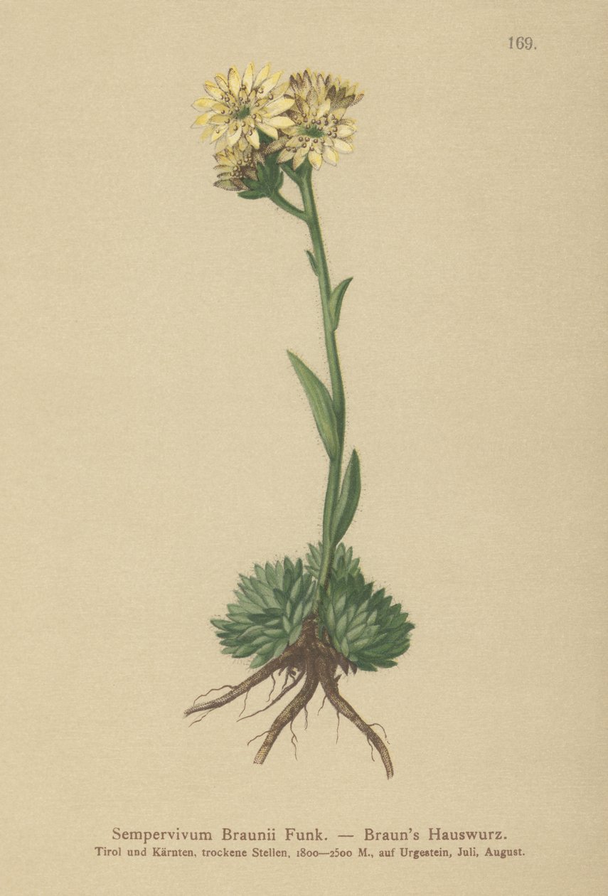 Brauns母鸡和小鸡（Sempervivum Braunii） 作者 德国学校