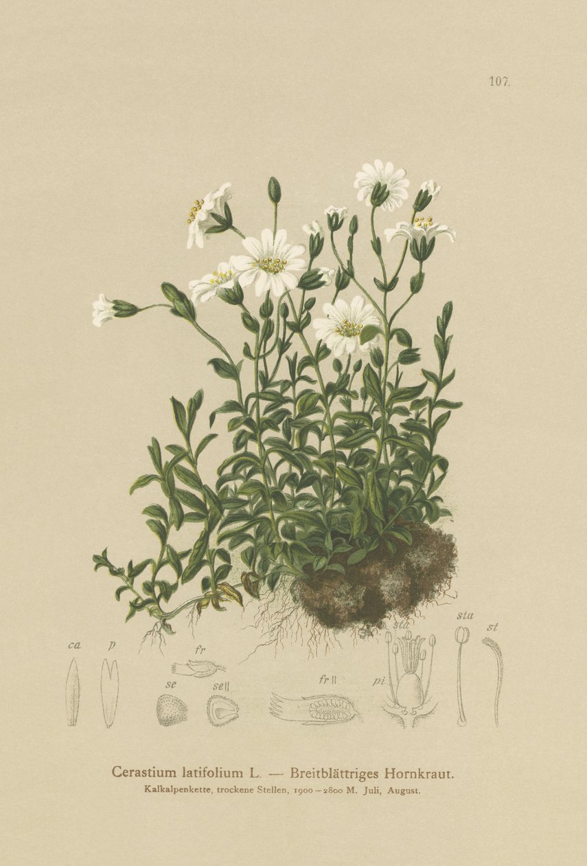 阔叶鼠耳（Cerastium latifolium） 作者 德国学校