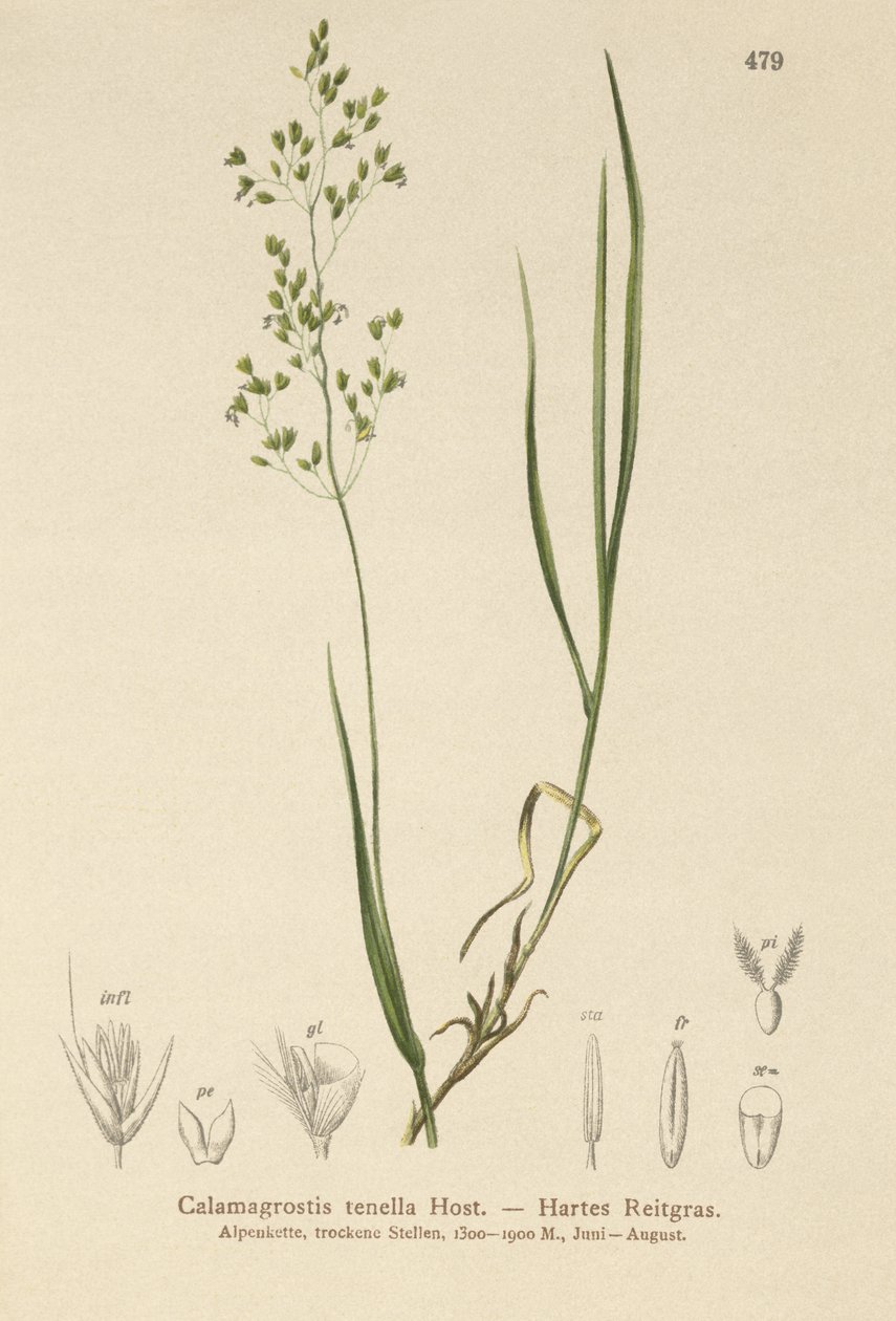 Brown Bent（Agrostis schraderiana，Agrostis agrostiflora），Agrostis stricta，Agrostis vinealis，Calamagrostis tenella 作者 德国学校