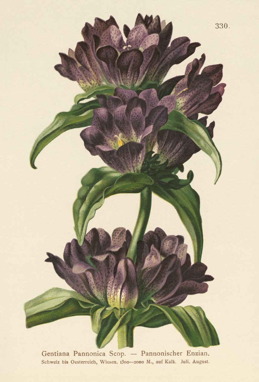 布朗龙胆（Gentiana Pannonica） 作者 德国学校