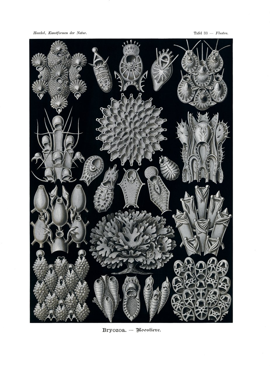 Bryozoa，1899-1904 作者 德国学校