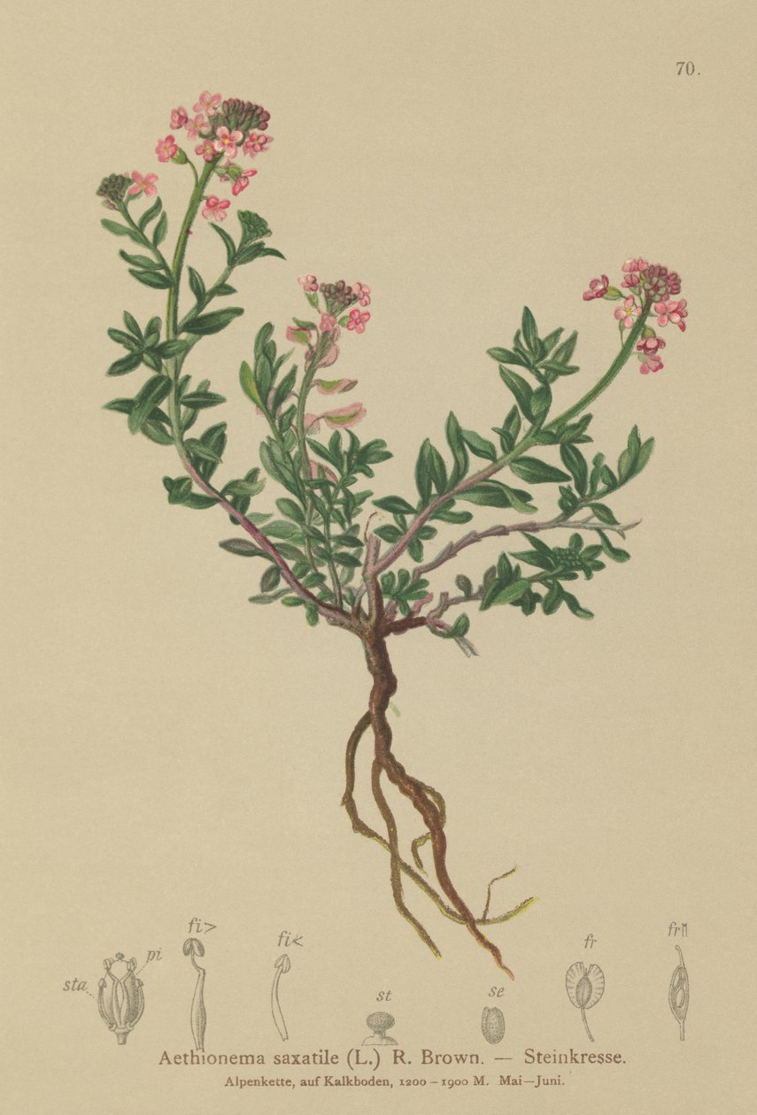 烧焦的Candytuft（Aethionema saxatile，Thlaspi saxatile） 作者 德国学校