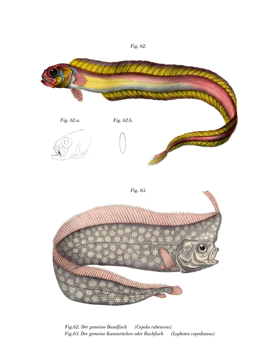挖洞红色的Bandfish 作者 德国学校