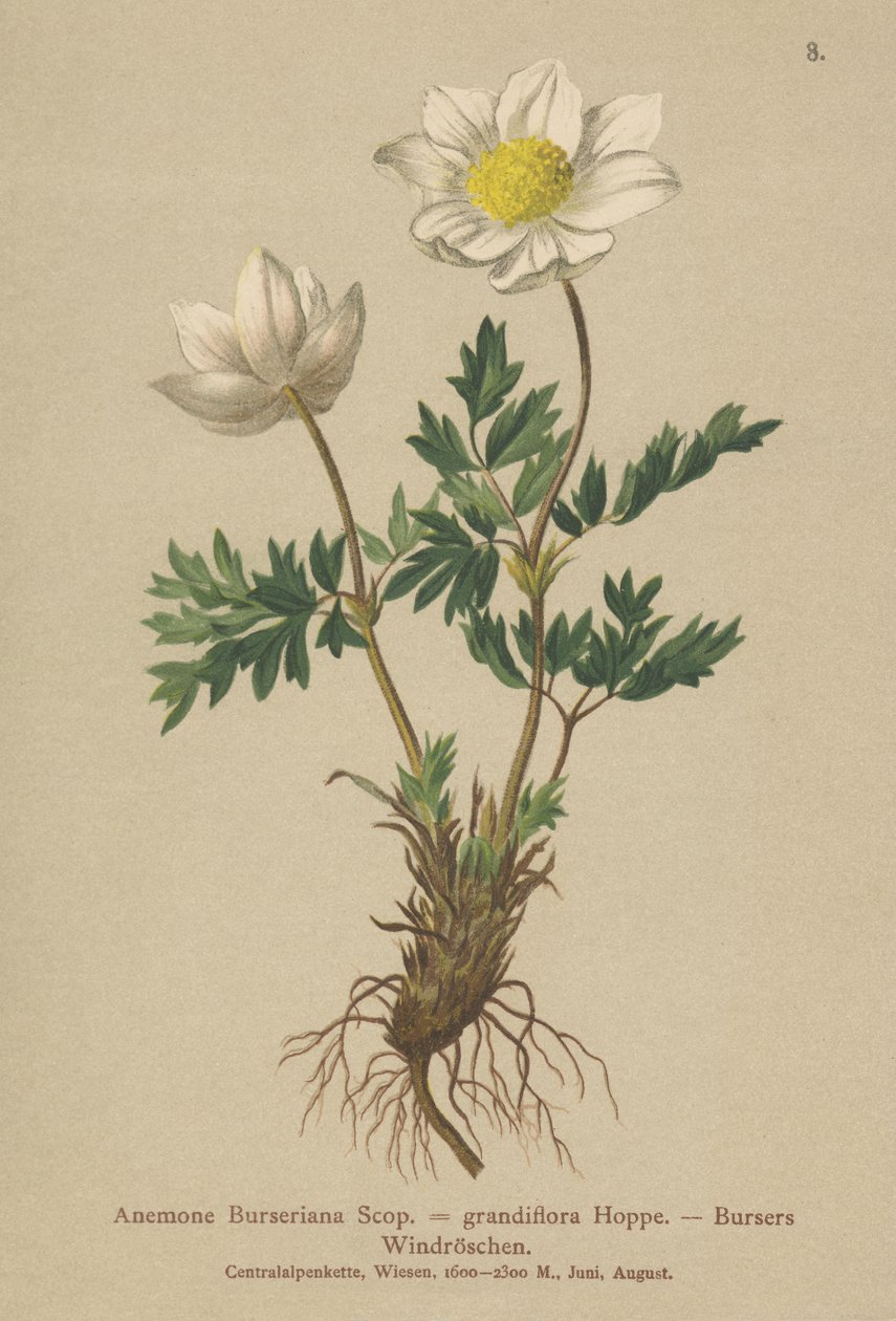 Bursers Anemone（Anemone Burseriana，Anemone grandiflora） 作者 德国学校