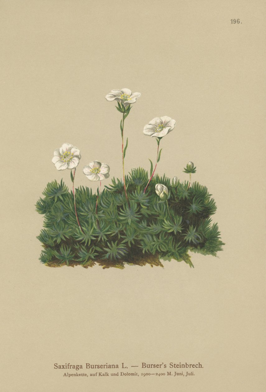 Bursers Saxifrage（Saxifraga Burseriana） 作者 德国学校