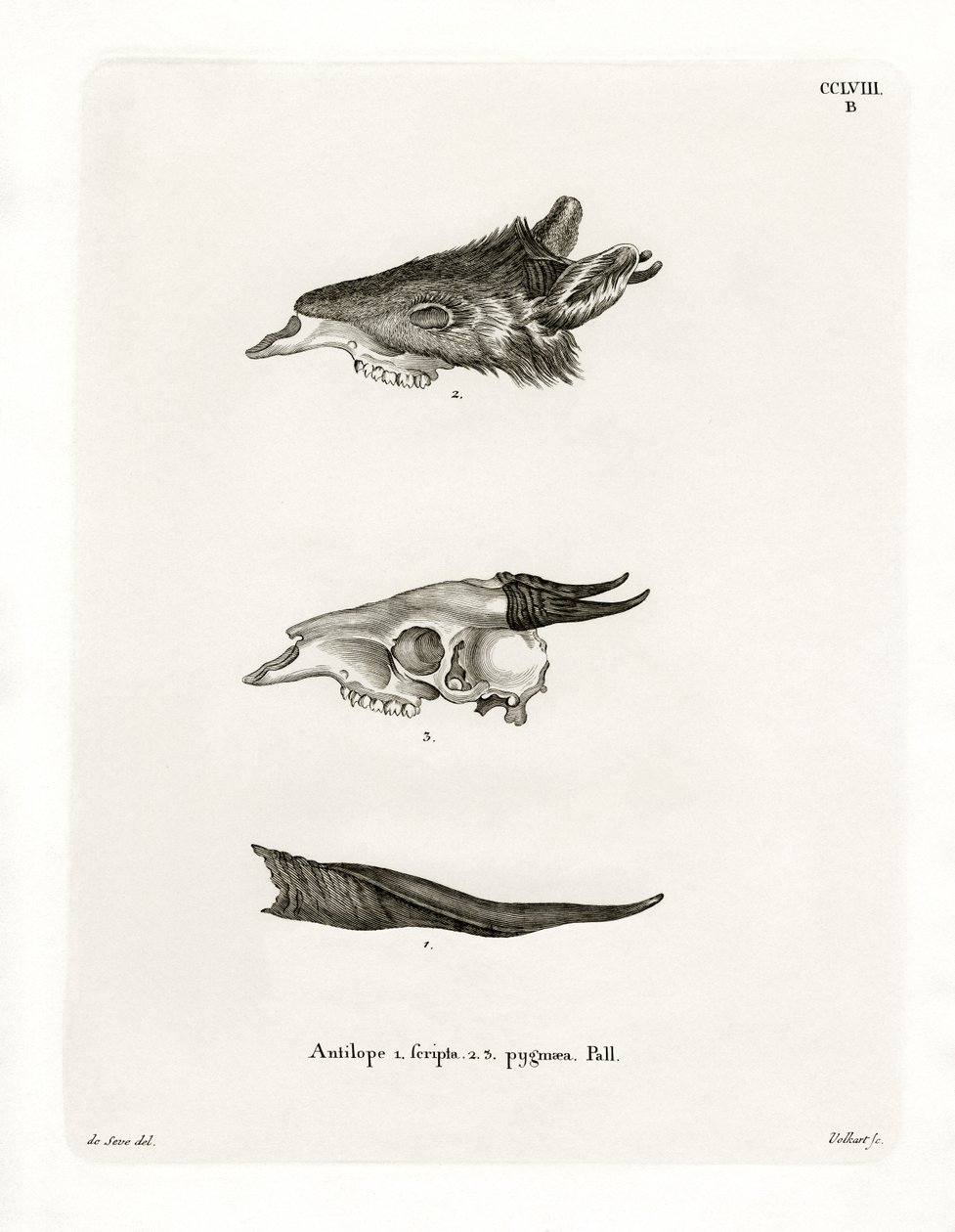 Bushbuck Horns (彩色雕刻) 作者 德国学校