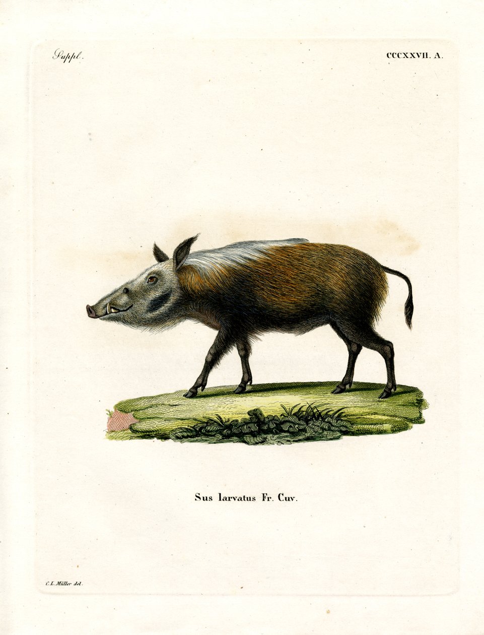 Bushpig (彩色雕刻) 作者 德国学校