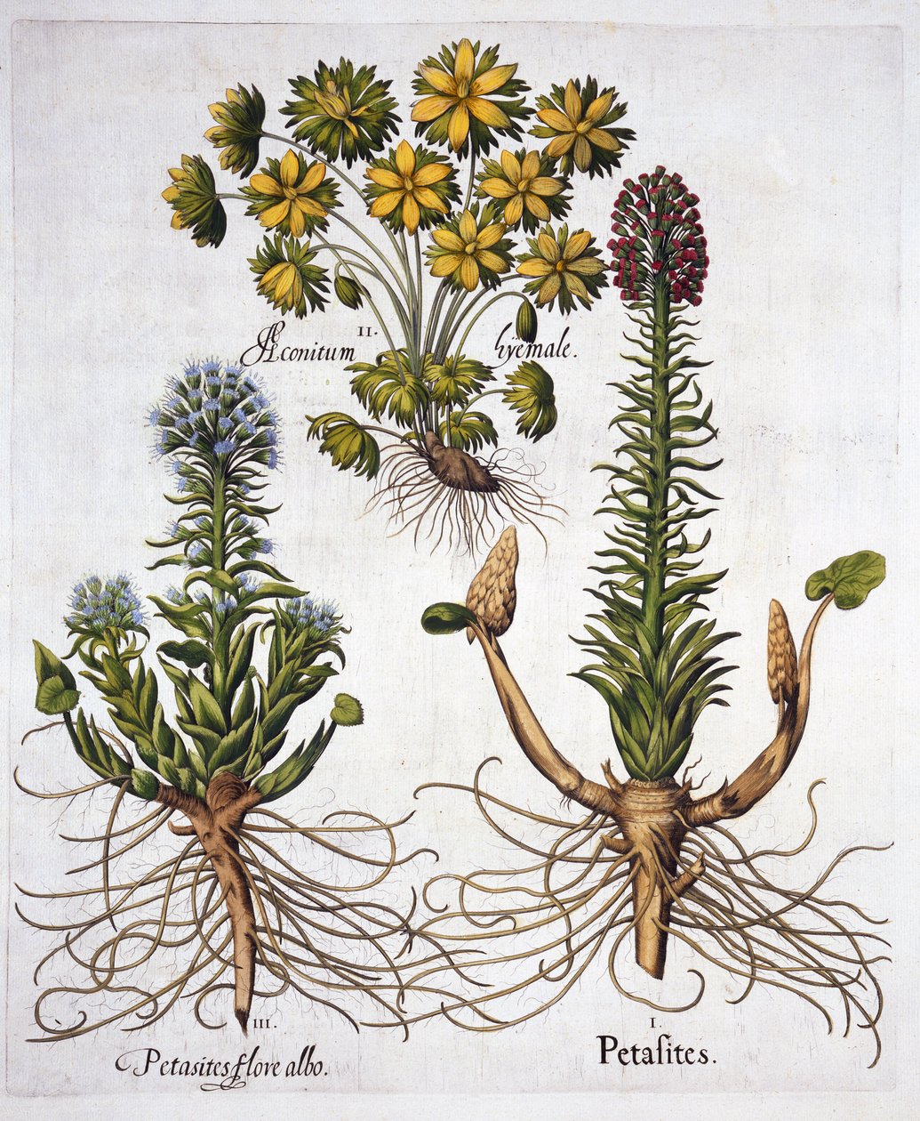 Butterburs和Winter Aconite，来自Hortus Eystettensis，由Basil Besler（1561-1629），酒吧。 1613（手工雕刻） 作者 德国学校