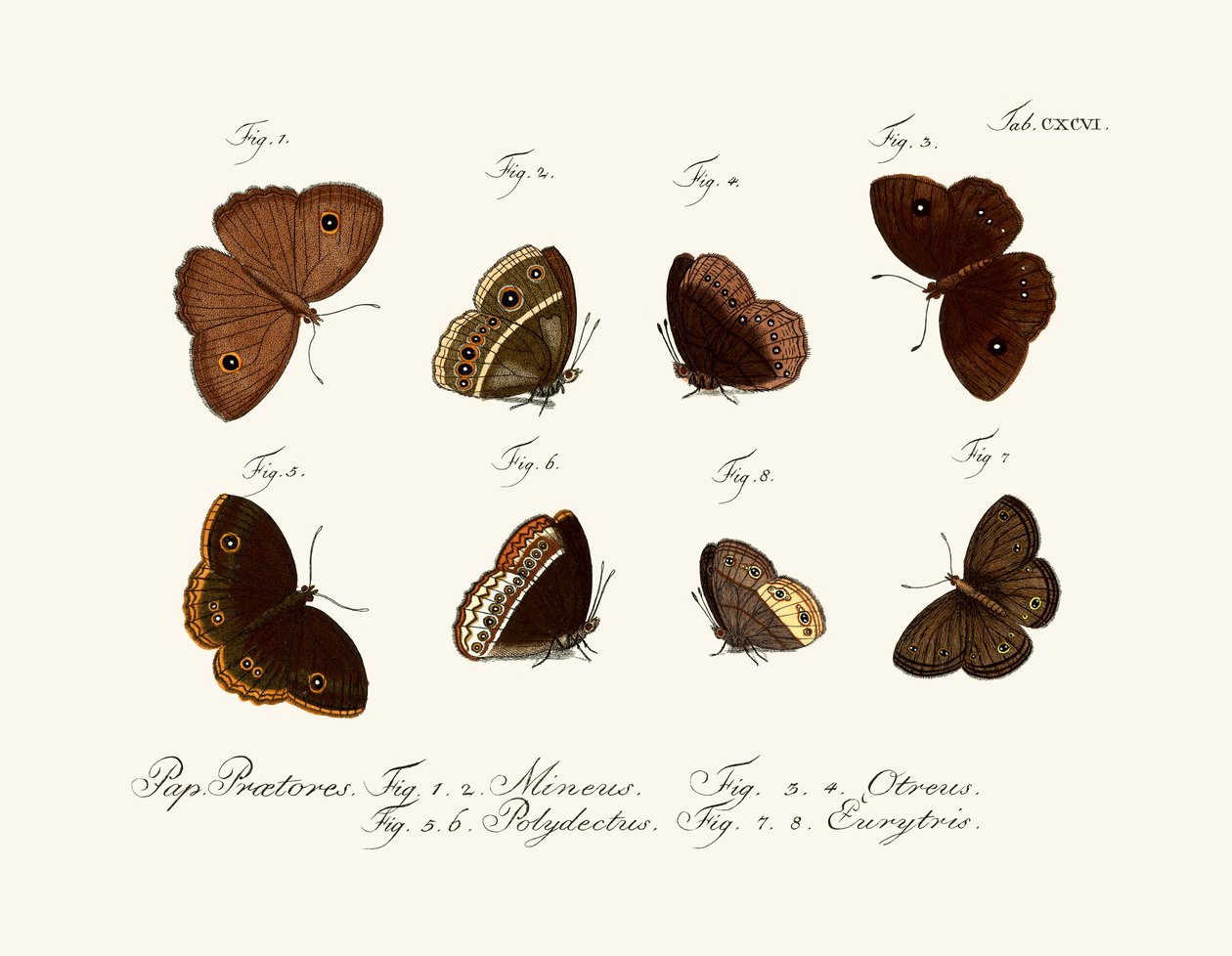 Butterflies 作者 德国学校