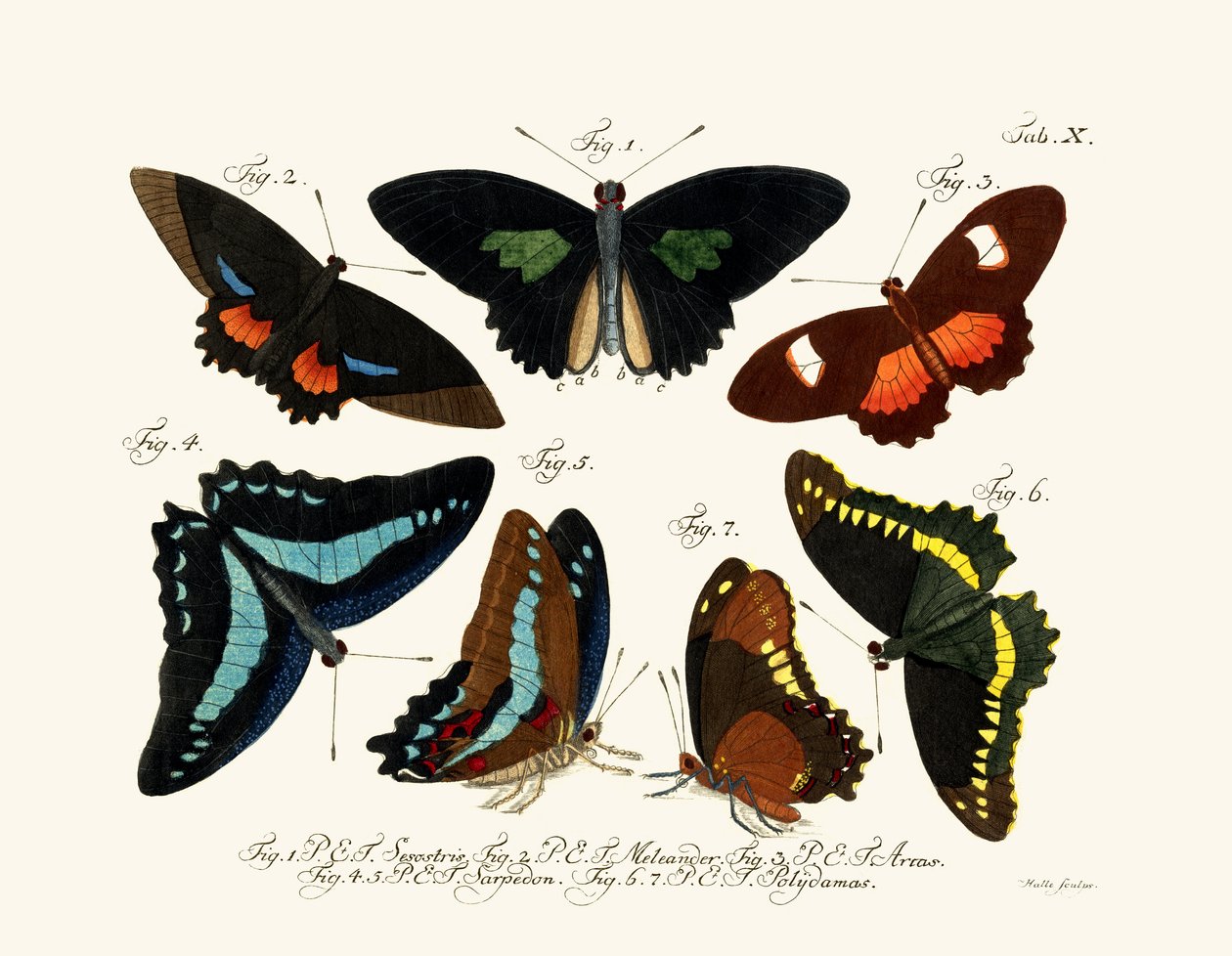 Butterflies 作者 德国学校