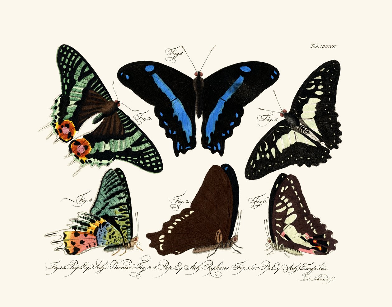 Butterflies 作者 德国学校
