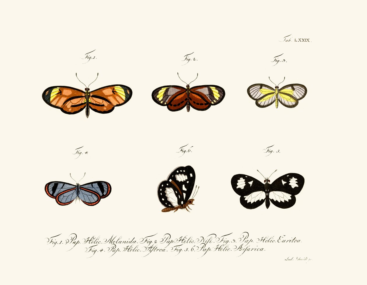 Butterflies 作者 德国学校