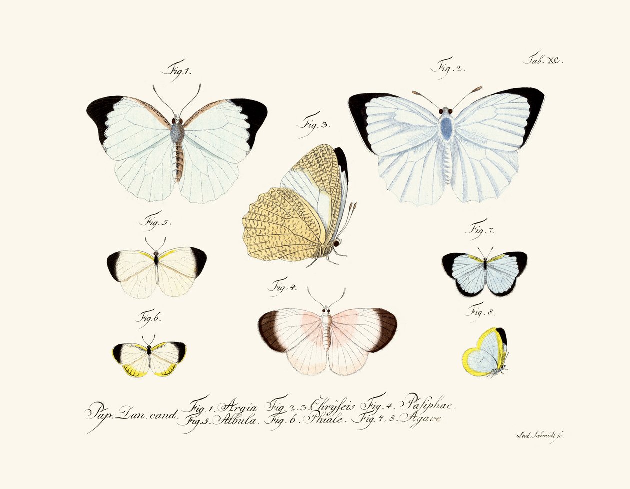 Butterflies 作者 德国学校