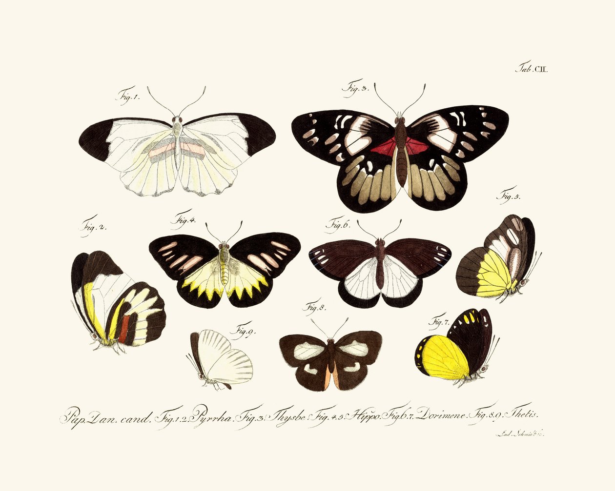Butterflies 作者 德国学校