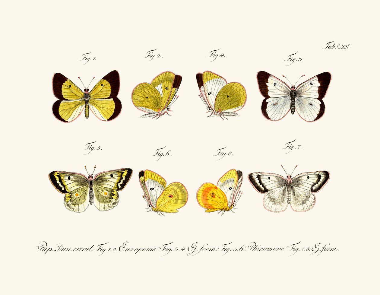 Butterflies 作者 德国学校