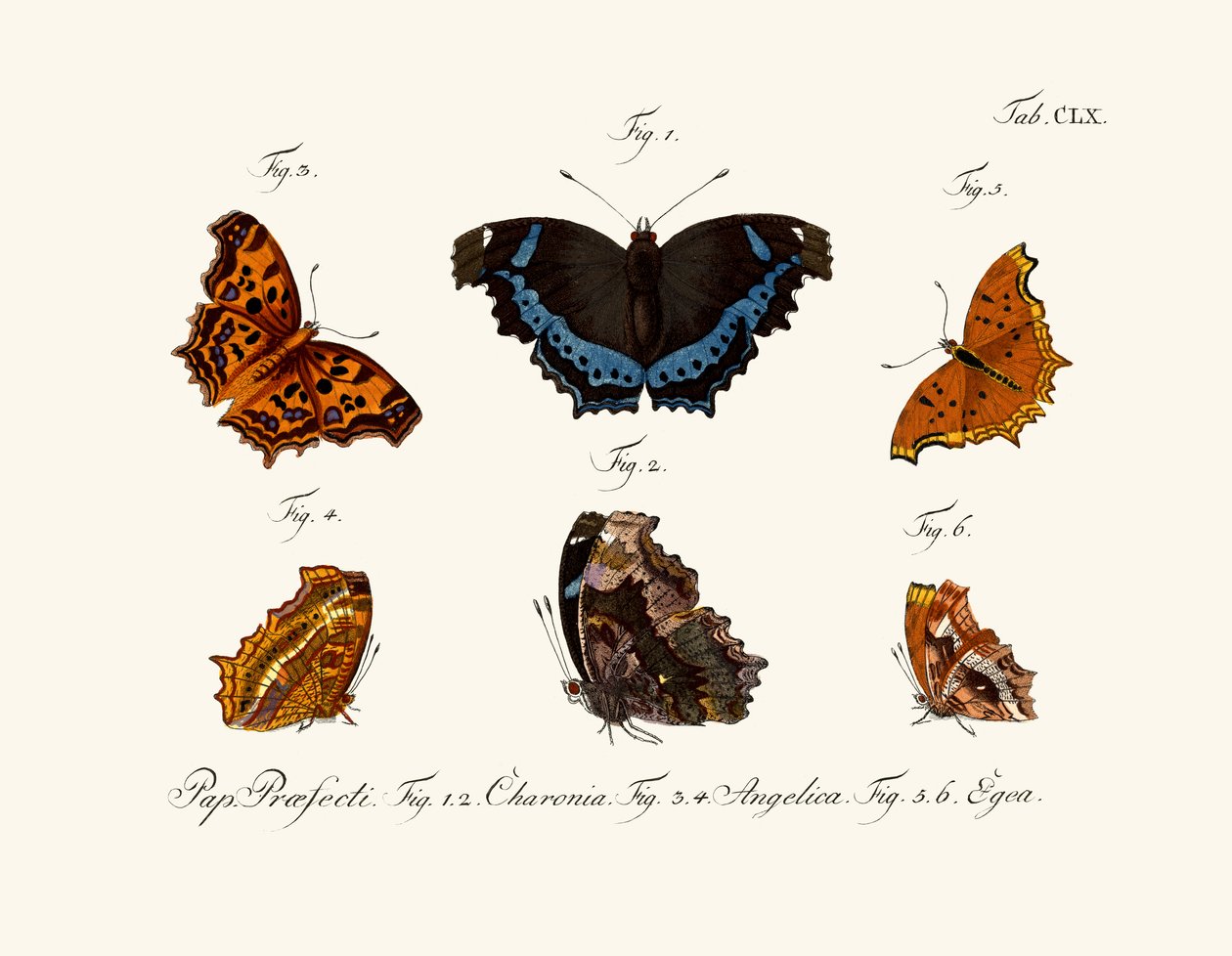 Butterflies 作者 德国学校