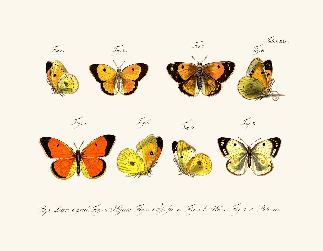 蝴蝶，1783-1806 作者 德国学校