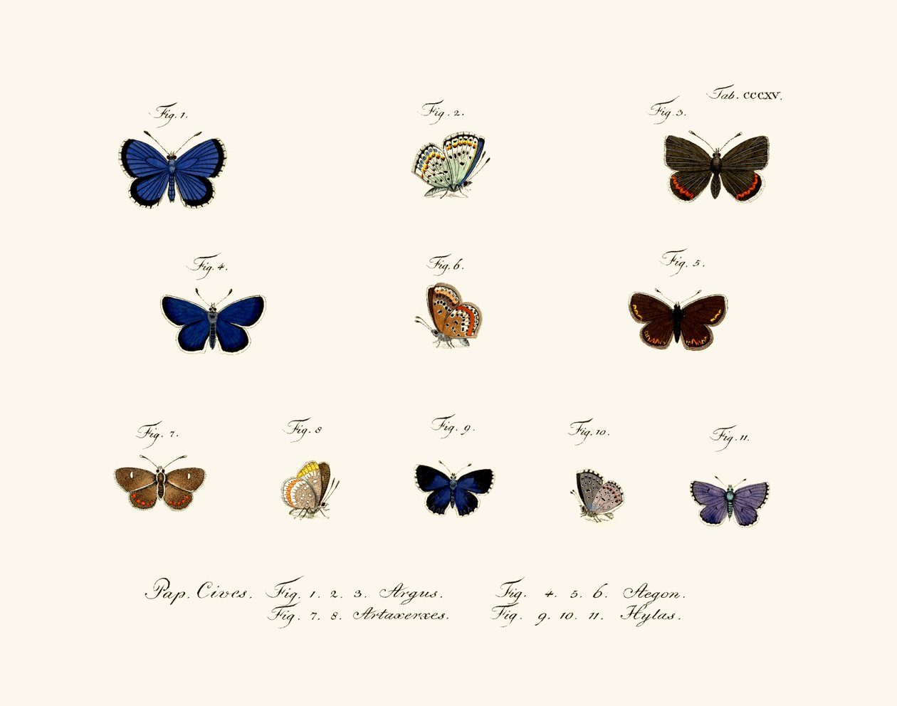 蝴蝶，1783-1806 作者 德国学校