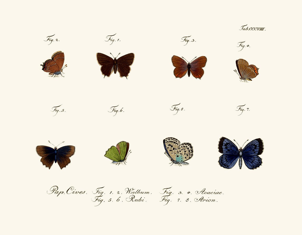 蝴蝶，1783-1806 作者 德国学校