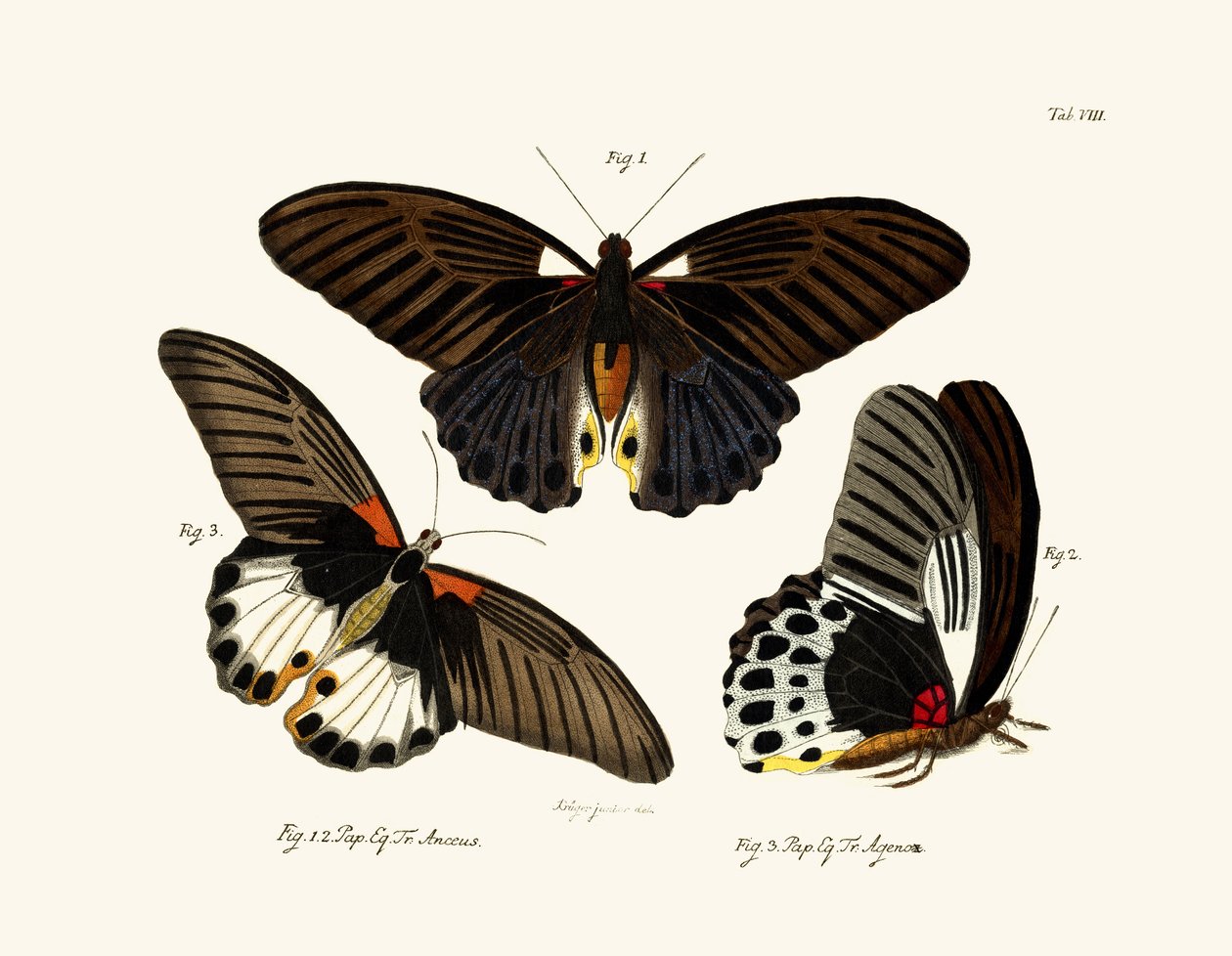蝴蝶，1783-1806 作者 德国学校