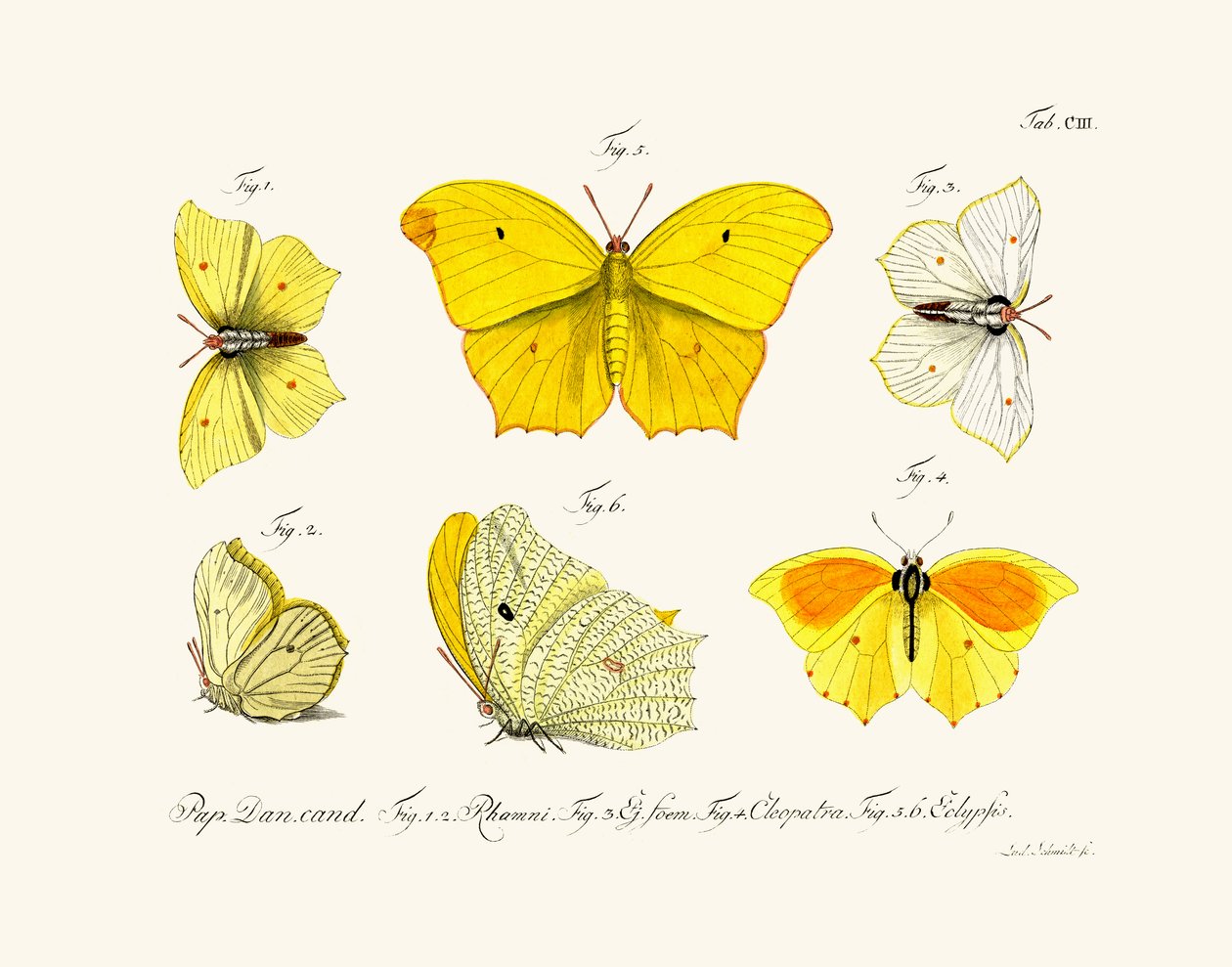蝴蝶，1783-1806 作者 德国学校