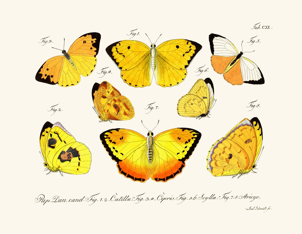 蝴蝶，1783-1806 作者 德国学校