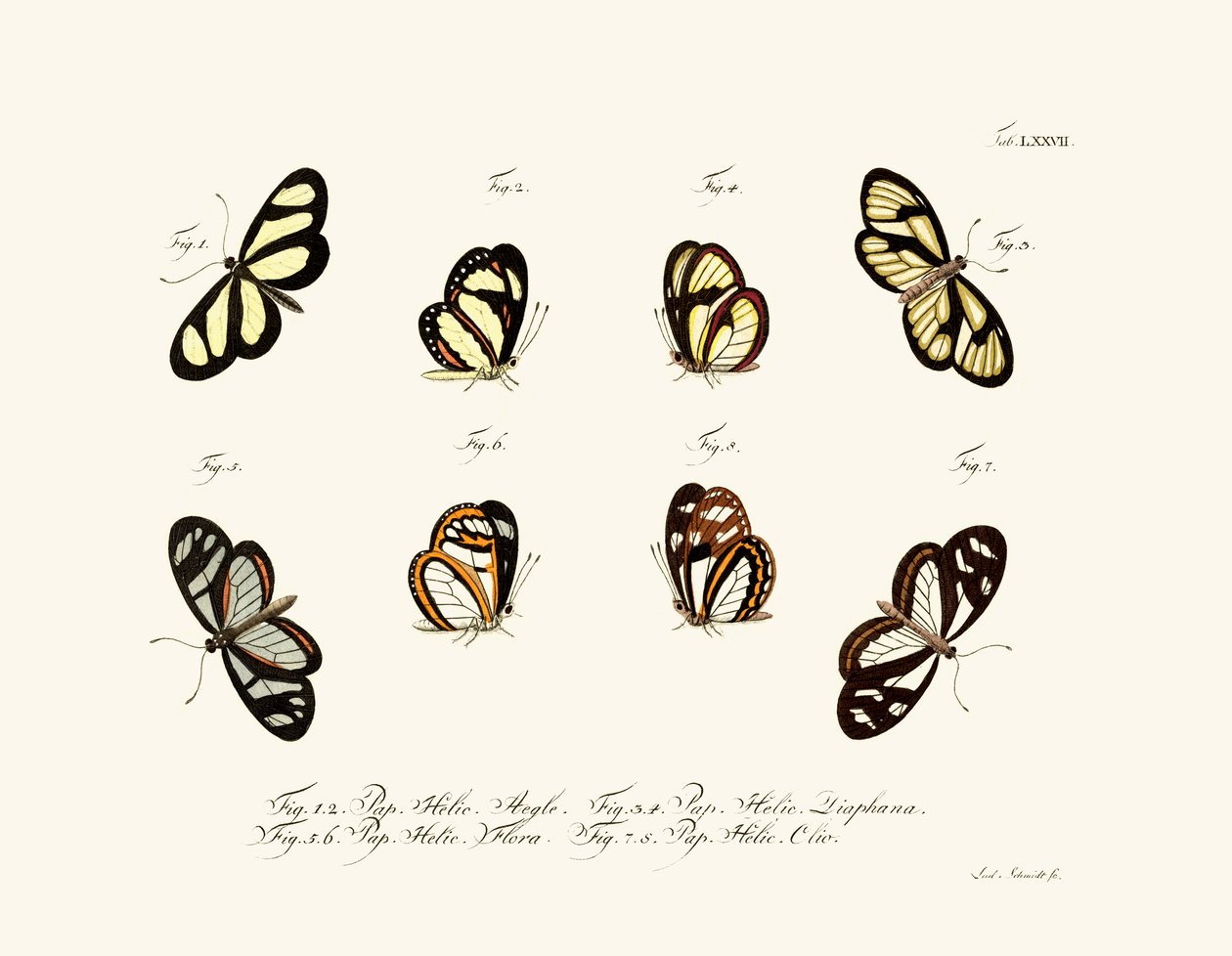 蝴蝶，1783-1806 作者 德国学校